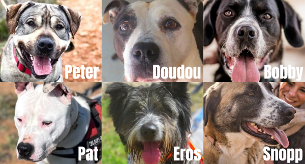 Chiens à adopter