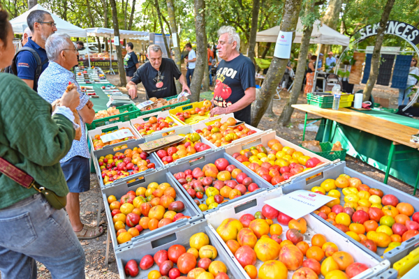 Etals de tomates