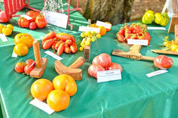 Tomates sur table