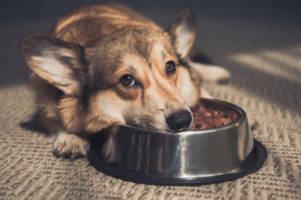 chien à adopter
