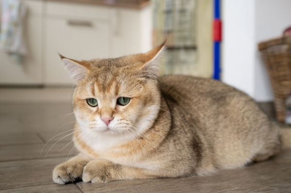 Un chat à adopter