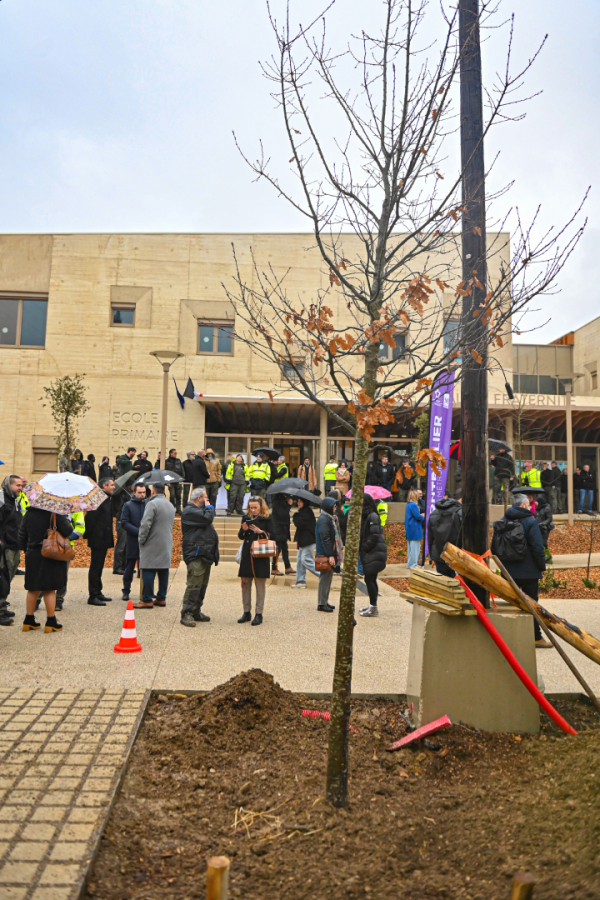 Chêne chevelu planté sur le parvis de l'école Hypatie à la Mosson individus