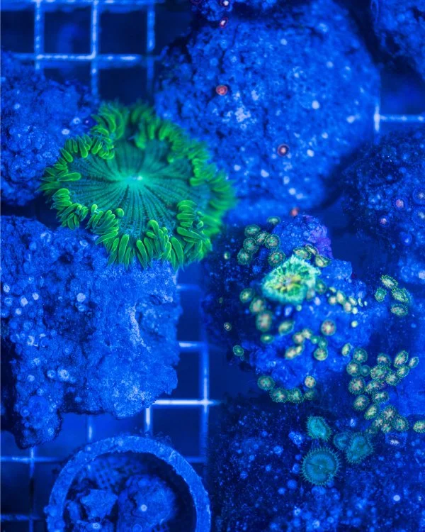 Beyond Coral White - Marie Lukasiewcz 