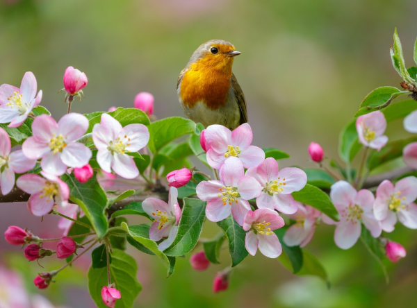 Un oiseau sur une branche