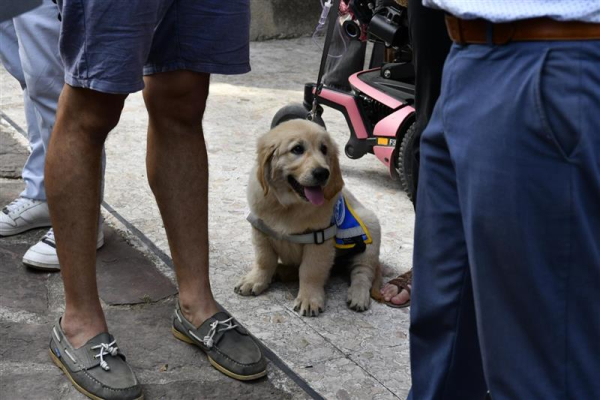 chien guide