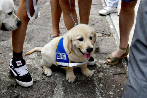 Ecole de chiens guides