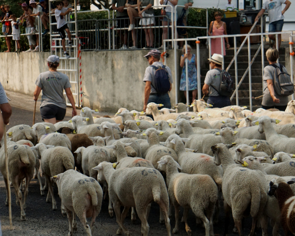 Transhumance des moutons