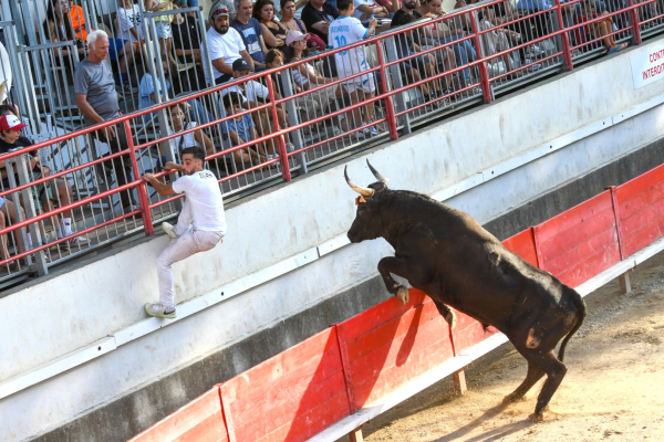 raseteur et taureau dans les arènes