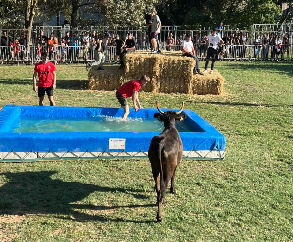 Toro piscine sur l'herbe