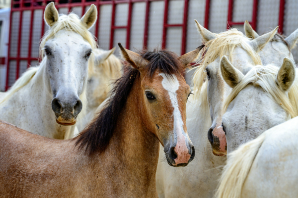 Chevaux