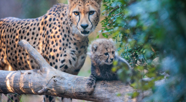 Photo d'une femme guépard et son petit au parc zoologique de Lunaret