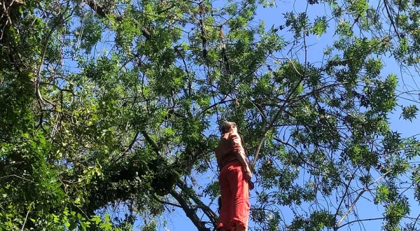 photo d'un danseur dans un arbre