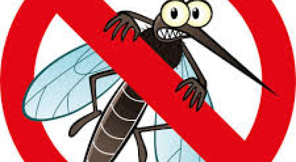 moustique interdit