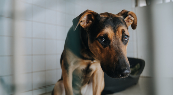 chien abandonné