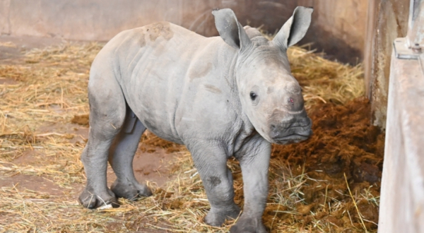 Siku, le bébé rhinocéros blanc dans son abri du zoo de Lunaret