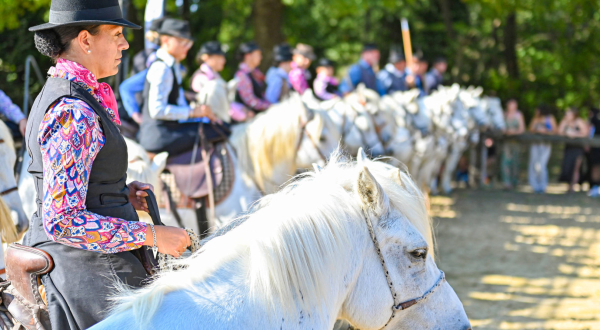 chevaux camargue