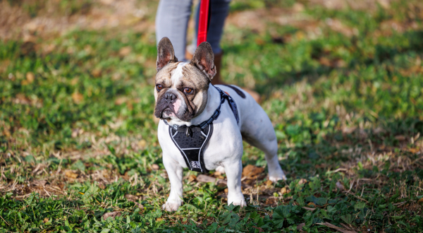 photo de chien