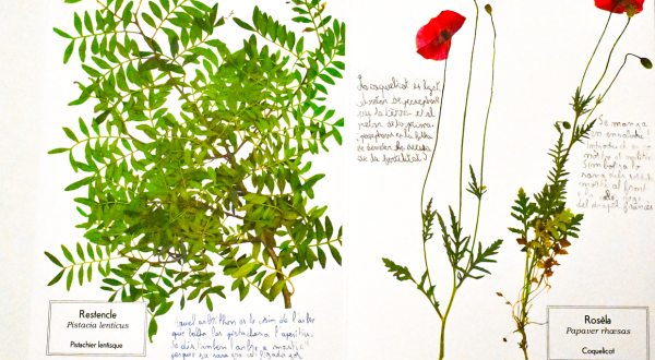 Illustration intérieure de l'herbier occitan, avec les coquelicots et le pistachier