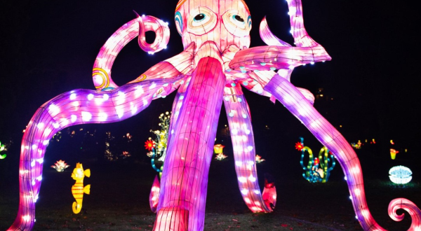 Structure lumineuse en forme de poulpe rose pour le marché de Noël à Flaugergues
