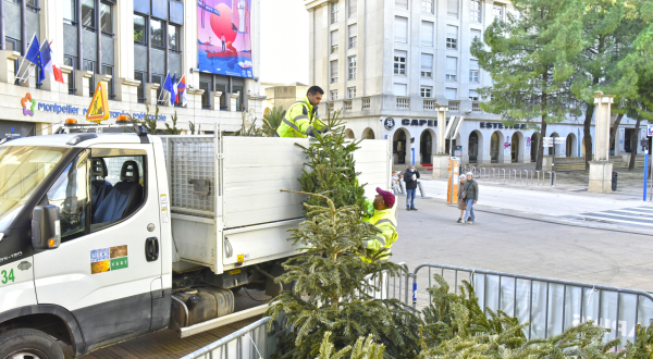 parc à sapins devant l'hôtel de Métropole, quartier Antigone 