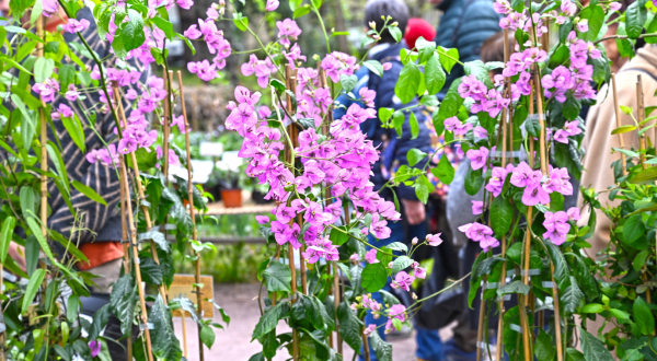 fleurs
