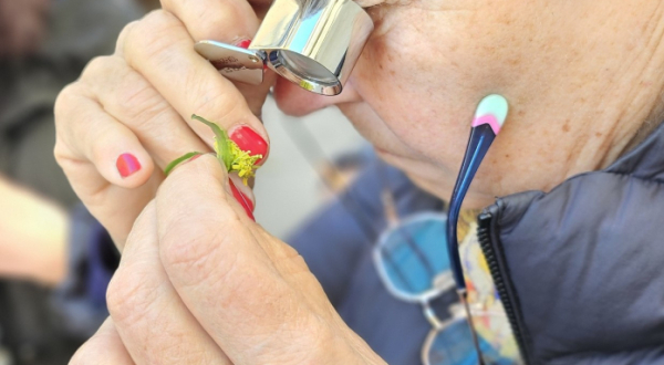 photo illustration fleur loupe bénévole