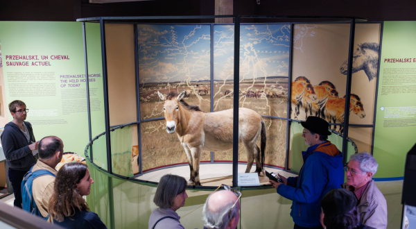 La jument de Przewalski