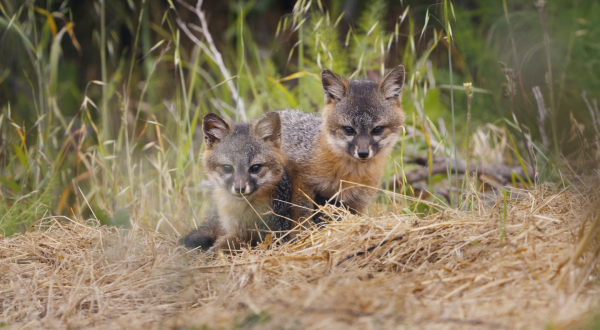 le Renard qui a sauvé son île
