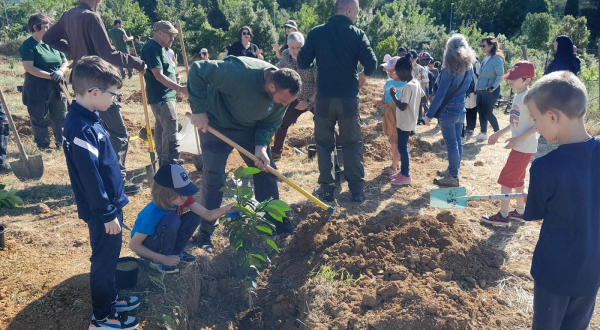 Plantations d'agrumes