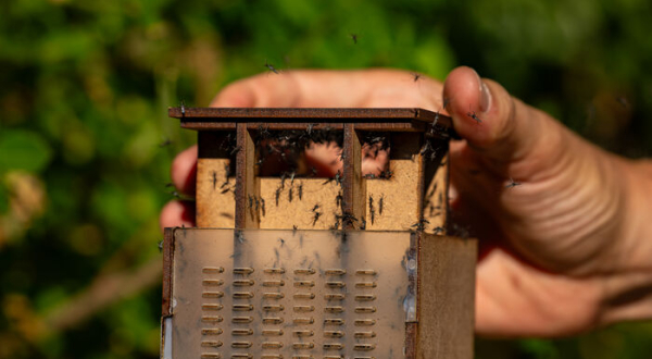 boîte Terratis main moustiques tibre mâles stérilisés 