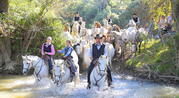 les chevaux traversant la rivière 
