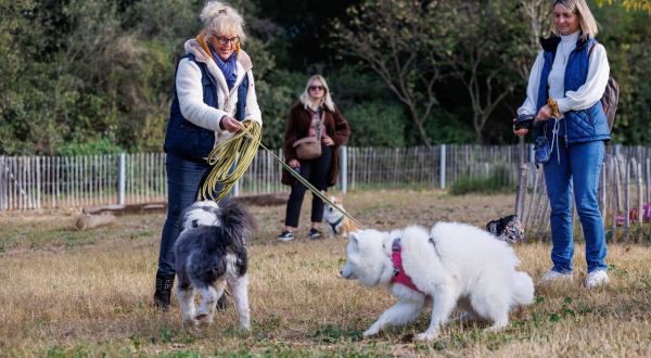 Cours d'éducation canins