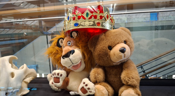 Exposition des ours à la médiathèque
