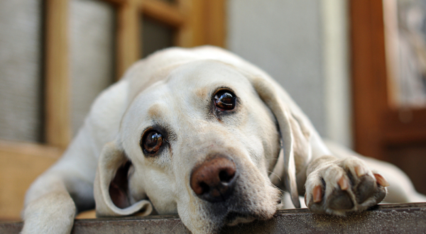 Chien à adopoter