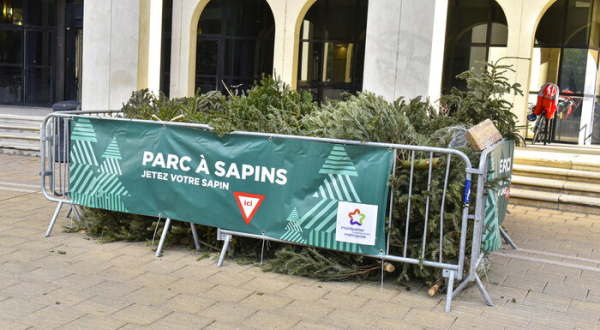 Parc à sapins dans le quartier Antigone 
