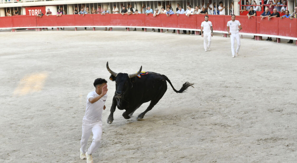 un raseteur et le taureau