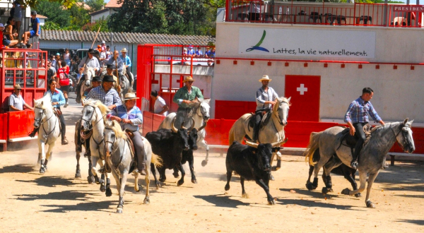 Animations taurines dans les arènes